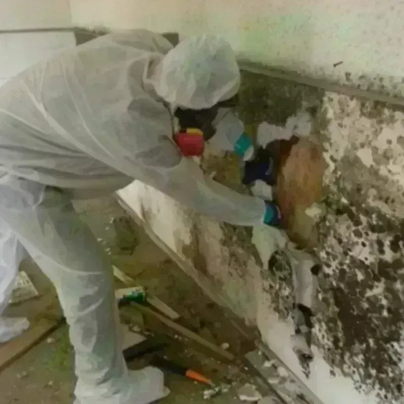 Mold Remediation and Removal in Mitchell, IL